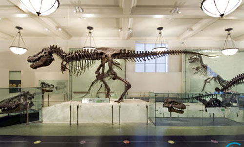 American Museum of Natural History - Tyrannosaurus rex American Museum of Natural History - Tyrannosaurus rex