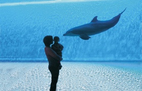 Acquario di Genova delfino