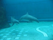 delfini_genova07 delfini_genova07