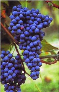 grappolonebbiolo_small_312