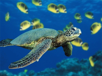 greenseaturtle_web greenseaturtle_web