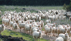 gregge_di_pecore-s