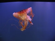 medusa_genova07 medusa - Acquario di Genova 2007