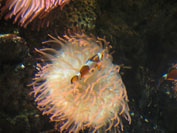 ppagliaccio_genova07 ppagliaccio_genova07