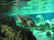 testuggine_genova07 testuggine - Acquario di Genova 2007